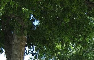 Mature trees on the property Mature trees on the property - Photo Gallery 3