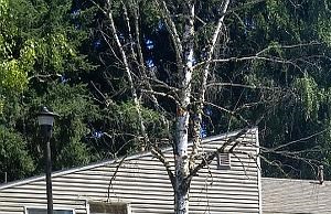 Woodburn Or Apartments For Rent Rentcaf 233
