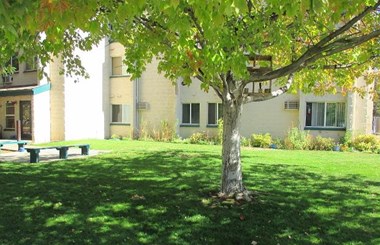 Lawn with mature tree and bench