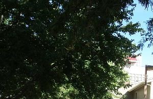 Landscaping with mature trees Landscaping with mature trees - Photo Gallery 2