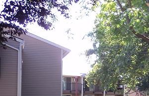 Lawn with mature trees Lawn with mature trees - Photo Gallery 3