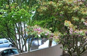 Courtyard 3117 Ridgeway 1 Bed Apartment, Affordable for Rent - Photo Gallery 5
