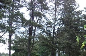 Playground area
