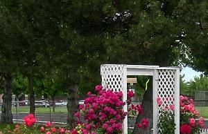 rose bushes rose bushes - Photo Gallery 3