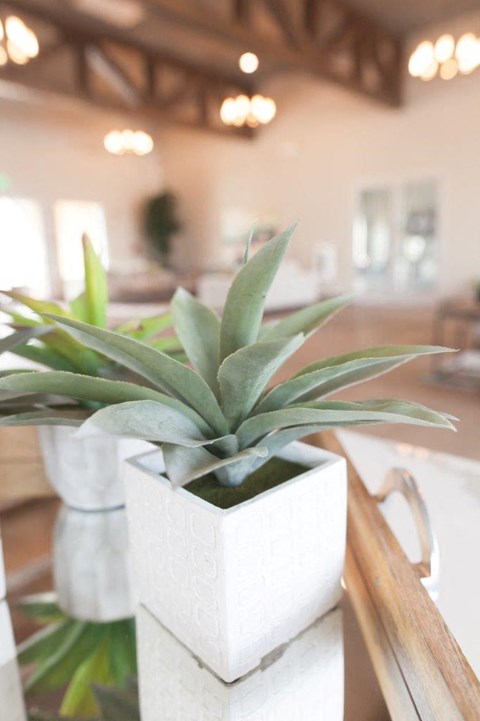 A green plant in a white pot.