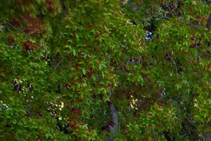 Outdoor recreation and lush landscaping elan at river oaks apartments in san jose, tennis court and outdoor recreation - Photo Gallery