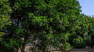 Woodbridge Apartments: Exterior woodbridge apartments irvine - Photo Gallery 6