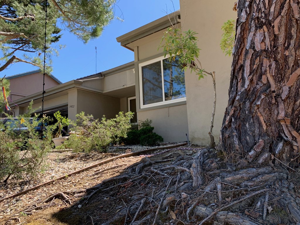 a house with a pine tree in front of it