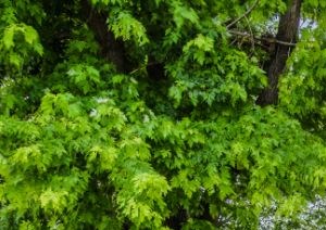 Overlook Ranch Apartments 3550 Timberglen Rd Dallas Tx Rentcafe