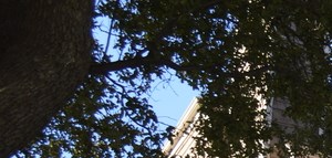 richland trace owners association hoa condos in dallas tx