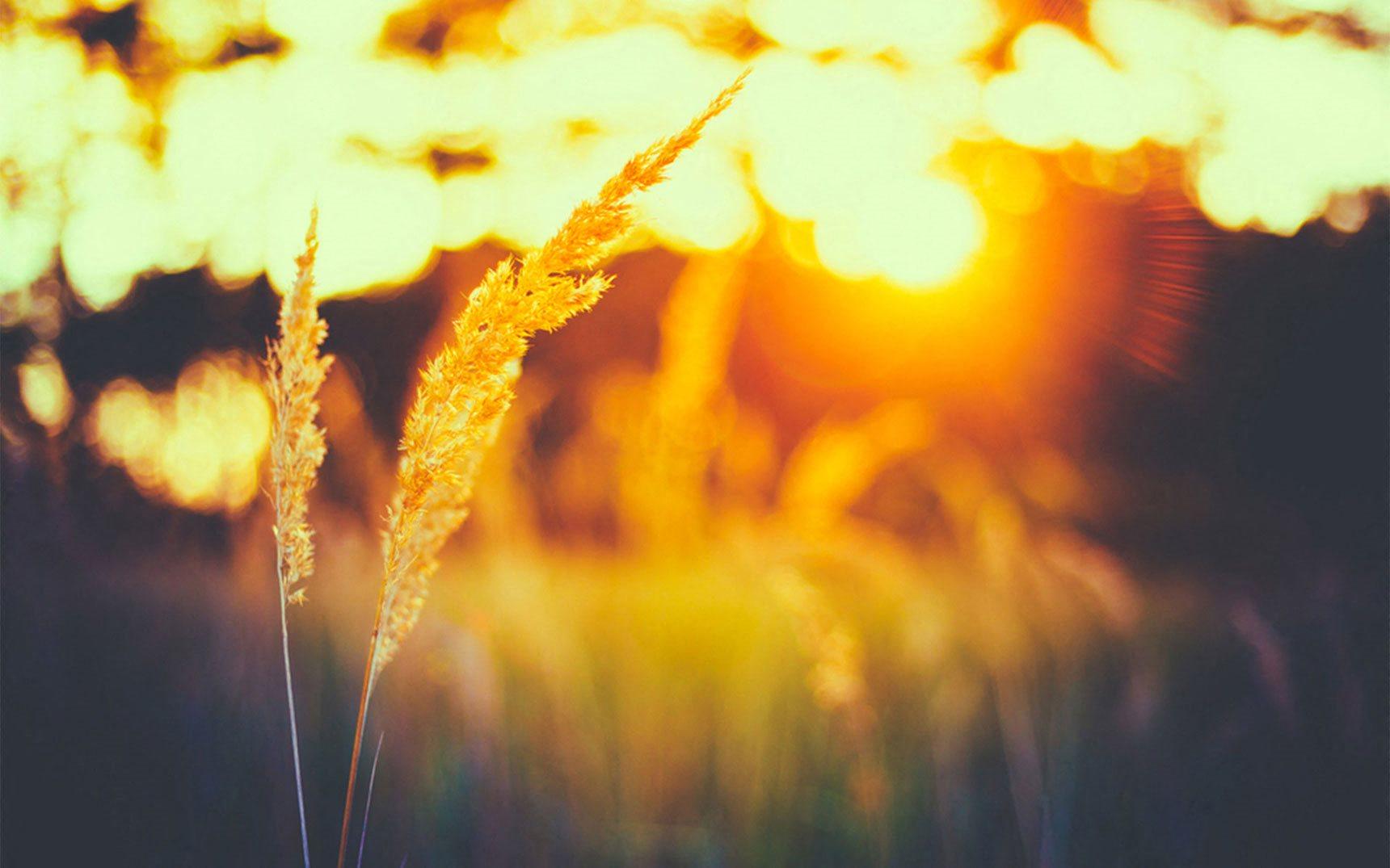 The Point at Pine Ridge Apartments in Coram, NY