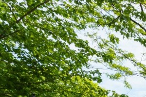 Enjoy the convenience of city living in a relaxing park like atmosphere Enjoy the convenience of city living in a relaxing park like atmosphere - Photo Gallery 3