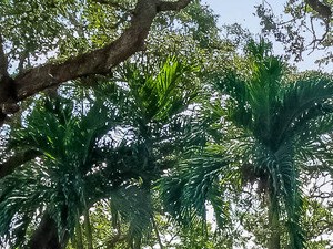 Broward County Houses For Rent Rentcafé