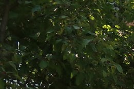 Pine Ridge Apartments In Moline Il