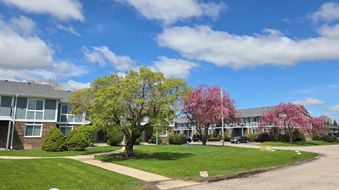 A tree with pink flowers is in front of a building.