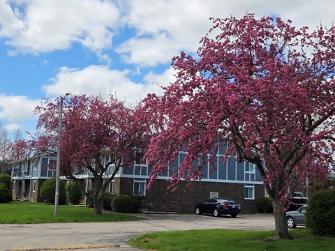 A tree with pink blossoms in front of a building.
