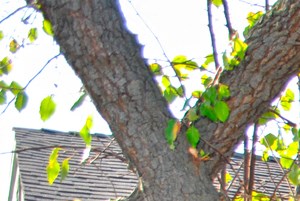 front entrance to a green house with a tree and sidewalk