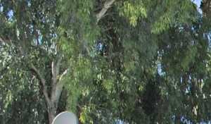 Sombra Apartment Homes, 2020 W. Glendale Ave, Phoenix, AZ - RENTCafé