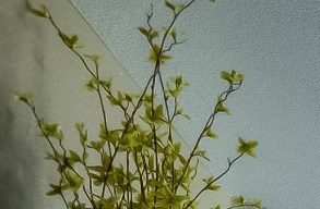 Waverly Gardens Apartments In Portland Or