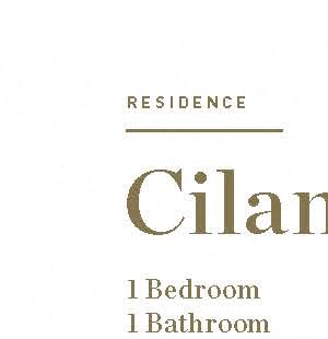 Cilantro Cilantro