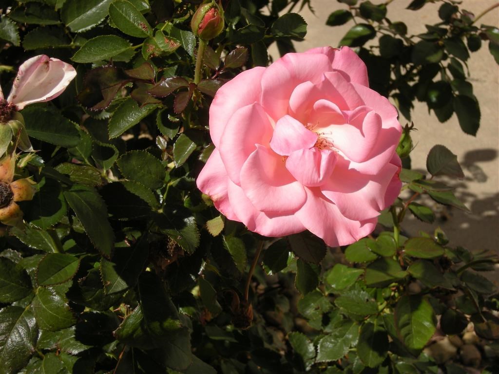 a pink rose in a bush with green leaves
