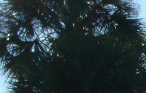 Mira Lagos Apartments In Bradenton Fl