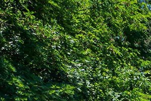 Lakewood Apartments 50 Lakewood Drive Salisbury Nc Rentcafe