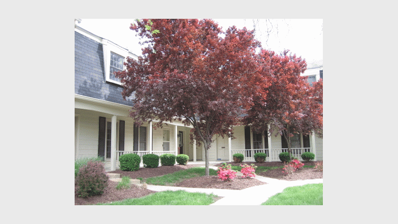 a front yard with a tree in front of a house