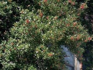 Georgetown Of St Louis Apartments 7880 Chatwell Drive St