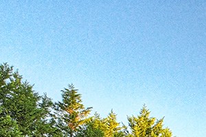 Arbor Ridge Apartments In Greensboro Nc