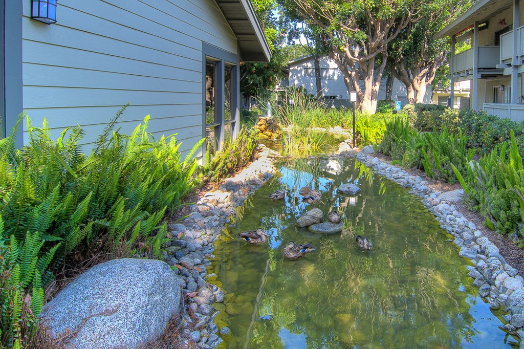 a small pond with ducks in front of a house