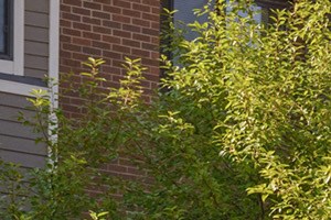 2030 Lydia Ave E 1 Bed Apartment, Affordable, Senior Housing, Section 8, Wait and Interest List Open for Rent - Photo Gallery 5