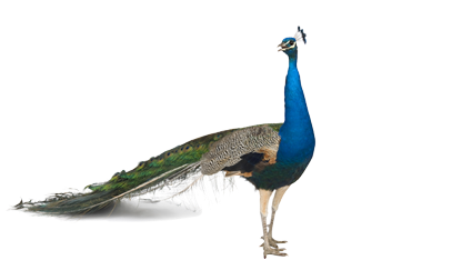 an illustration of a peacock against a black background