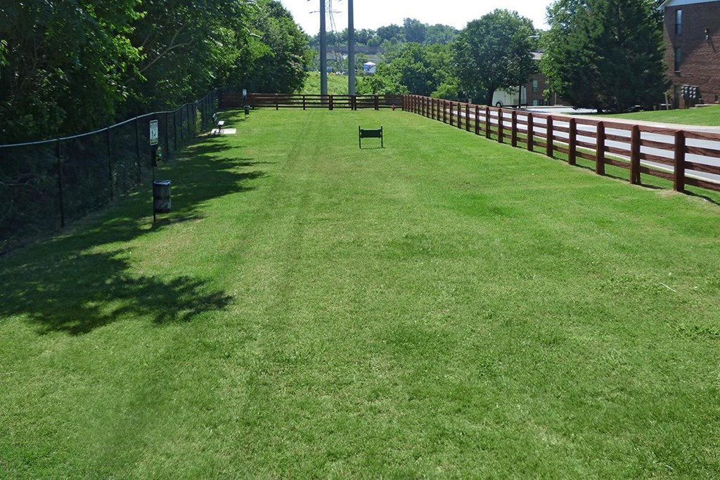 a cow standing in the middle of a grass field