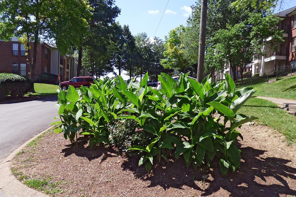 a group of green plants on the side of a street