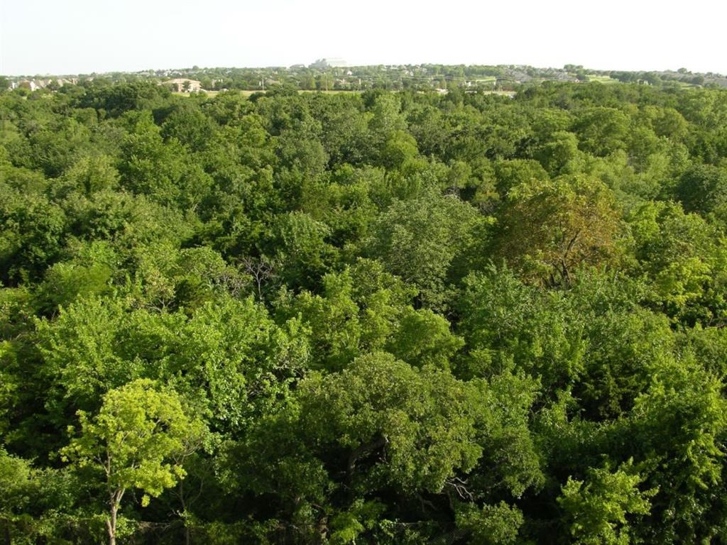a view of the forest from a drone