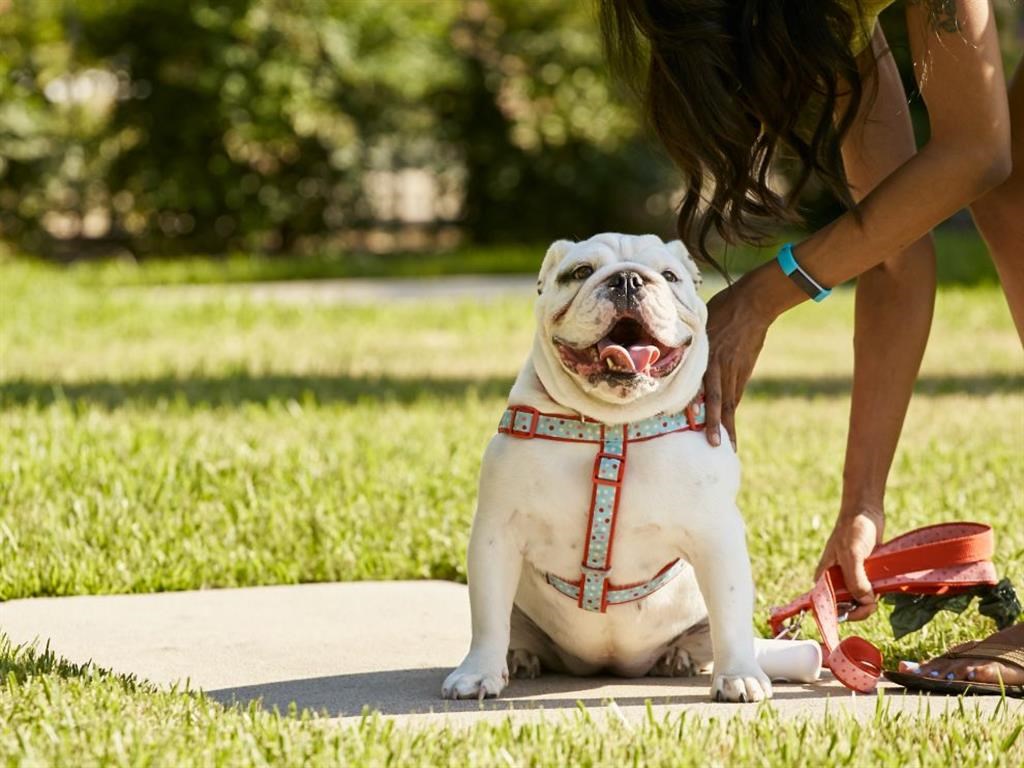 a woman petting a white dog sitting on a sidewalk