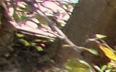 Beechmont Towers Apartments