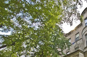 6138-40 S. Woodlawn 2 Beds Apartment for Rent - Photo Gallery 4