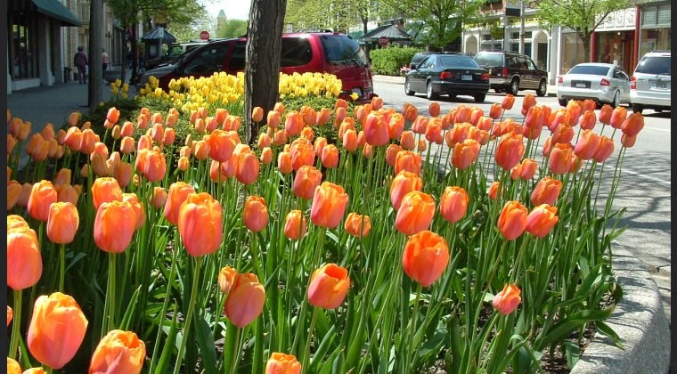 a field of orange tulips on a city street