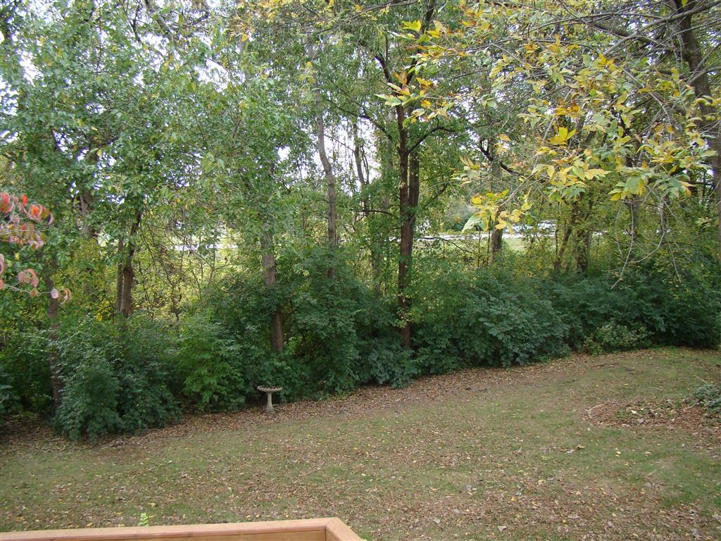a view of a backyard with trees and a bench