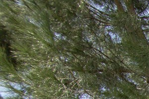 Pet Friendly Apartments in Rancho Cucamonga CA-Victoria Arbors Apartments Dog Park