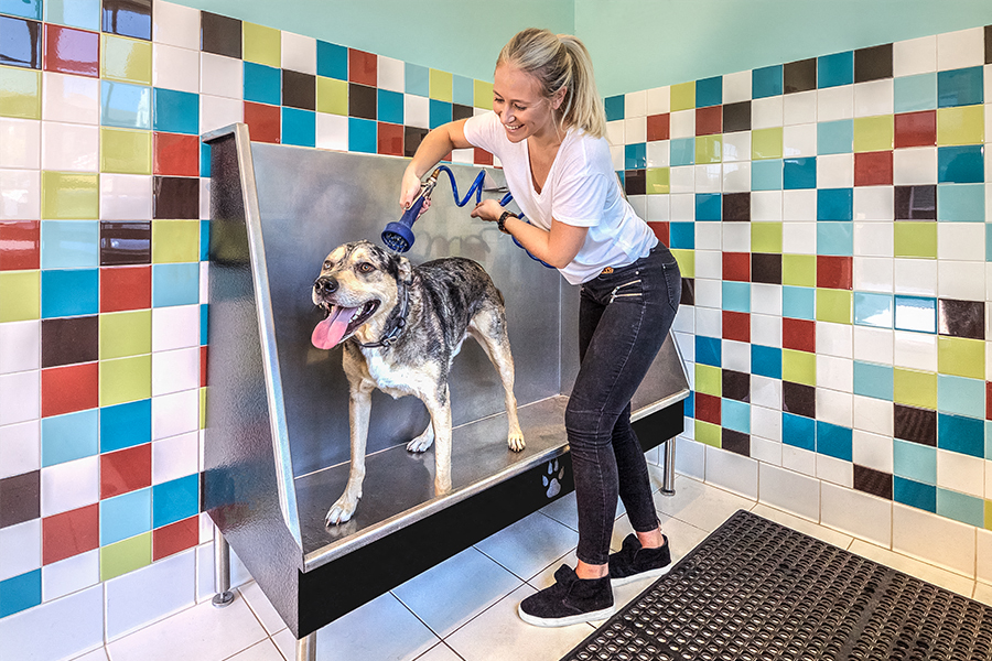 Adams Creek apartments near Mall of Georgia - Artisan Station Apartments pet spa