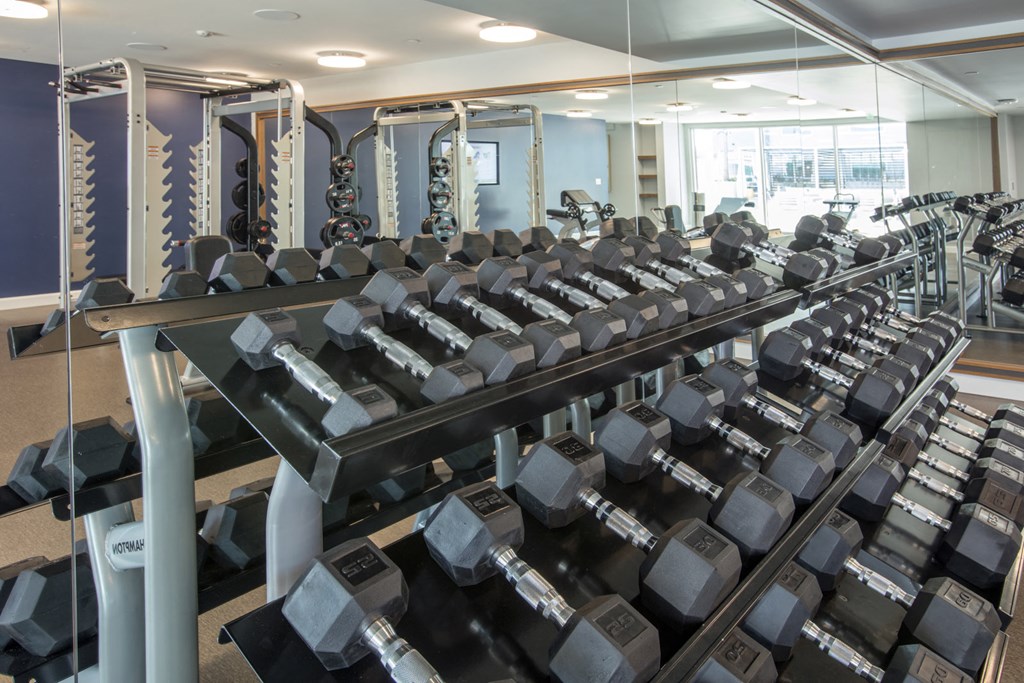 a row of dumbbells in a gym