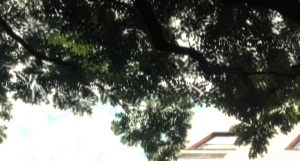 a tall brick building with a tree in front of it