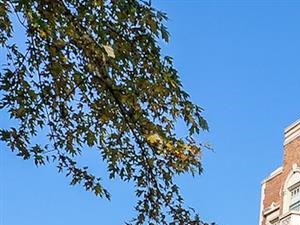 South Side Chicago Apartments For Rent Chicago Il Rentcafe
