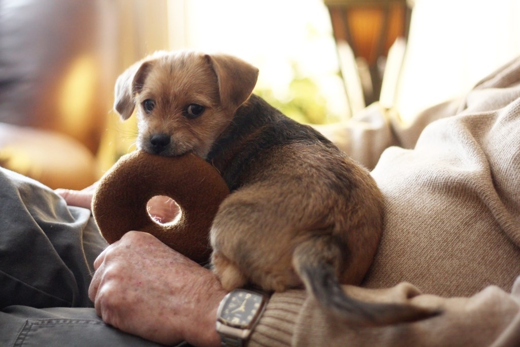 a small dog sitting on a person with a stuffed animal