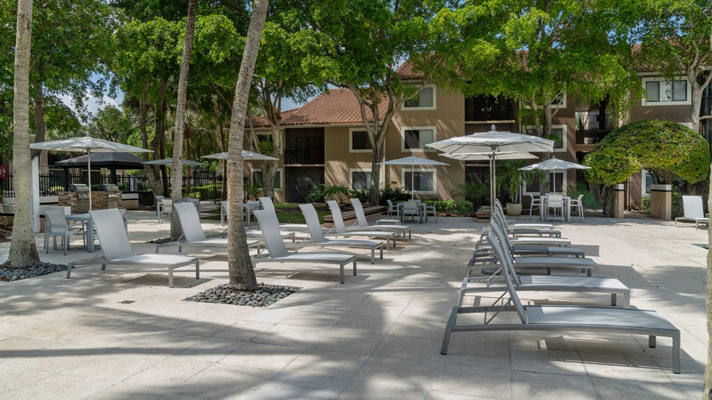 Laurels At Jacaranda