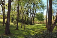 a park with trees on a sunny day