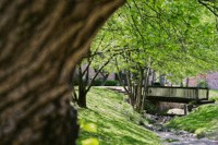 a view of a park with trees and a bridge